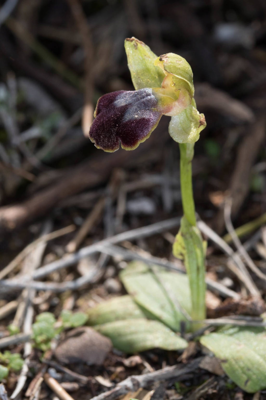 ophrys20.jpg