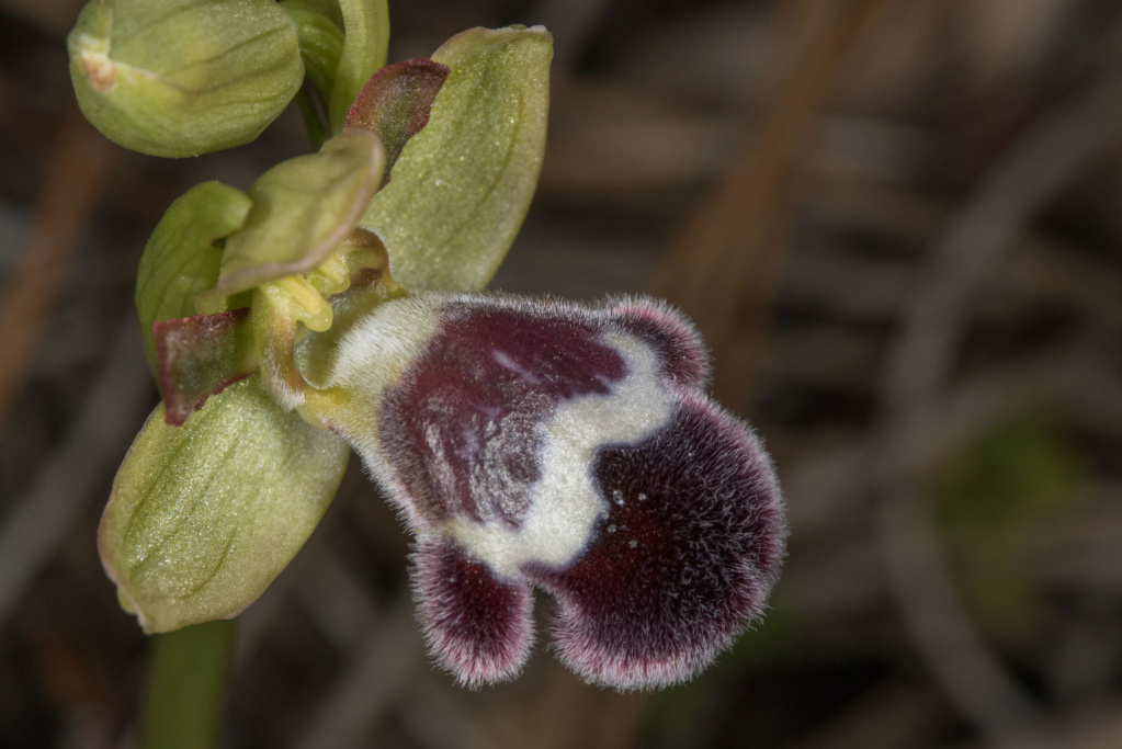 ophrys54.jpg
