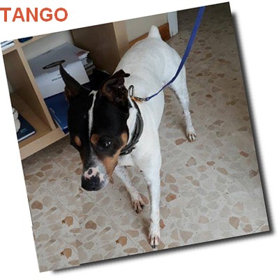 tango_10.jpg