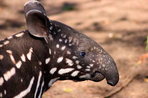tapir_10.jpg