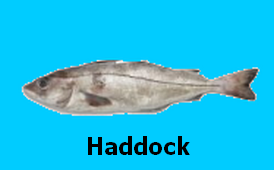 haddoc11.png